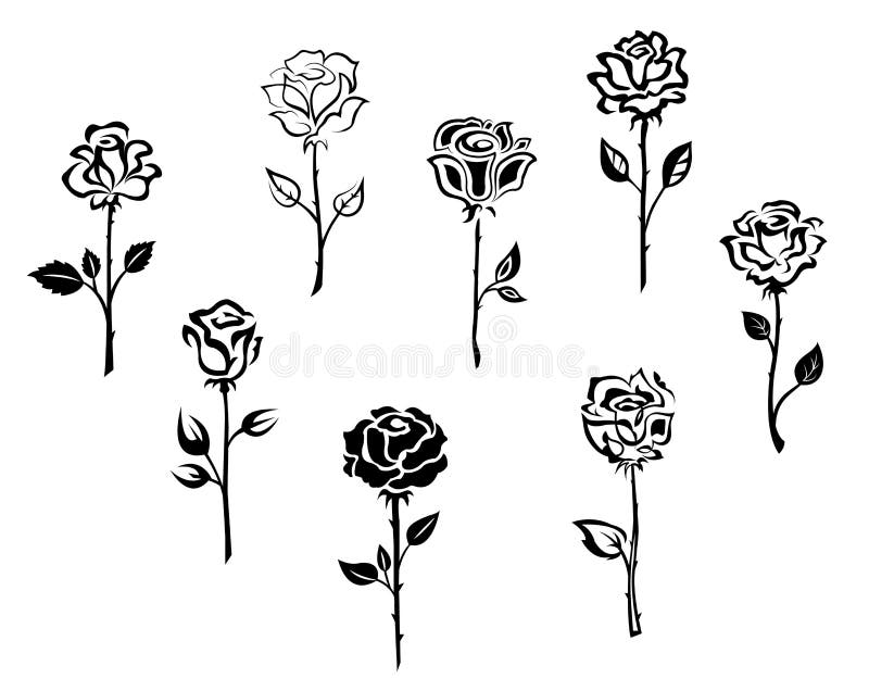 Rose flowers vector illustration