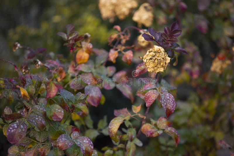 Rose Flowers Fade on the Bush Stock Photo Image of lover, macro