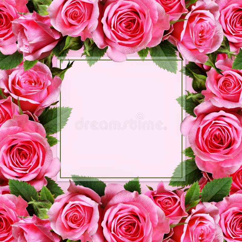 Rose flowers frame