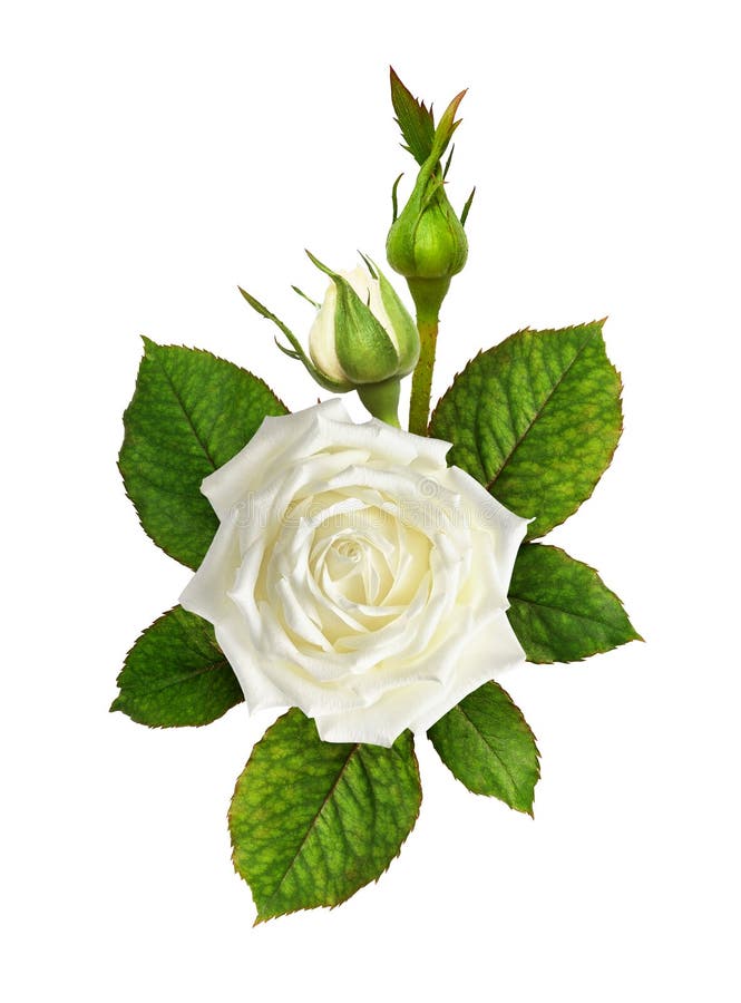 Rose Flowers with Green Leaves in a Corner Arrangement Stock Image ...