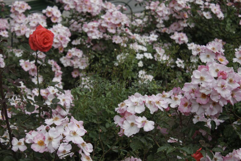 A rose between flowers stock photos