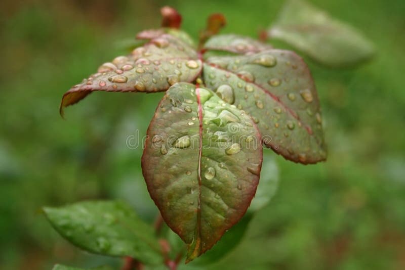 Rose Foliage royalty free stock photos