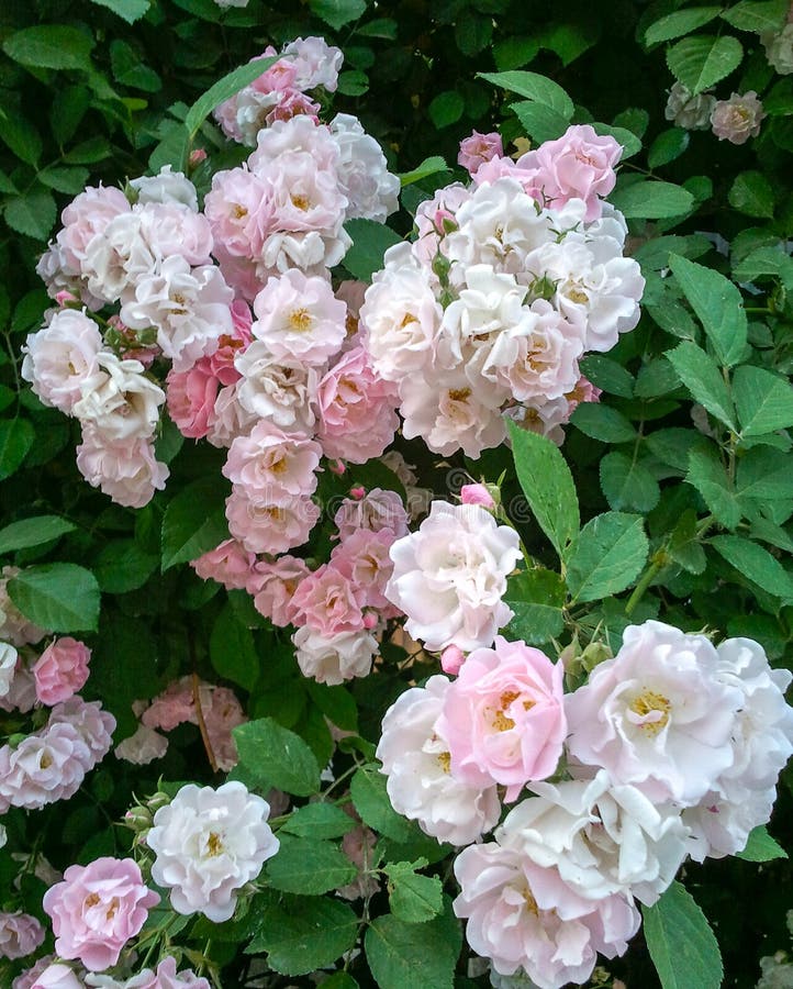 A cluster of pink roses blooming in spring. This rose is fragrant and becomes lighter in color as the flowers bloom, causing different colors to appear in one royalty free stock photos A cluster of pink roses blooming in spring. This rose is fragrant and becomes lighter in color as the flowers bloom, causing different colors to appear in one royalty free stock photos