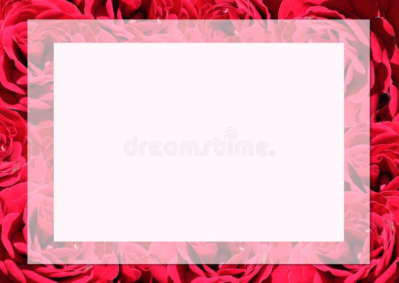 Rose.Rose frame.Red velvet roses in a bunch on a white background.Background abstract made of roses.Vermilion rose