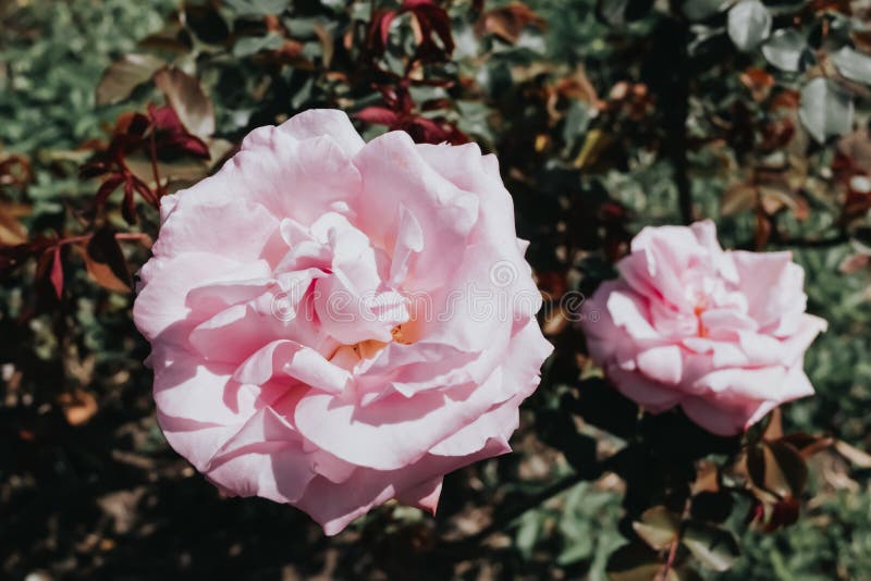 Pink Roses in the Summer Garden Closeup. Summer Bloom Stock Image Image of floral, romantic