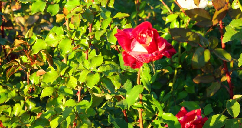 Rose Garden in fioritura Rosa Rose Garden del fuoco selettivo nel colore d'annata