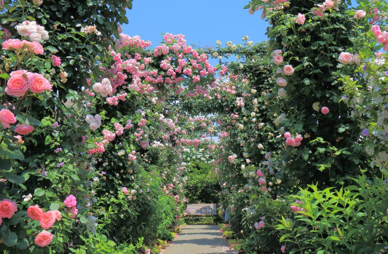 Rose garden flower arcade