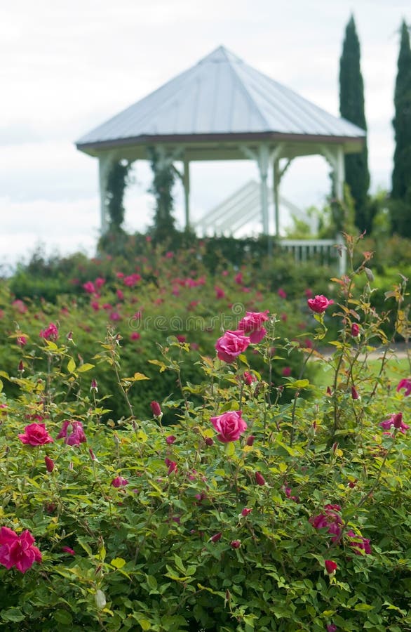 Rose garden gazebo stock photo. Image of fragrance, cloudy 2192694