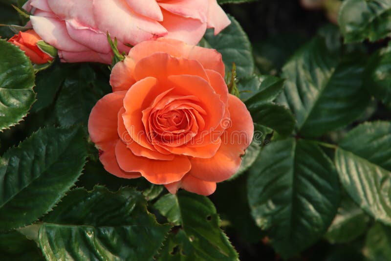 Rose Garden Guldemondplantsoen in Boskoop with Rose Variety Newsflash ...