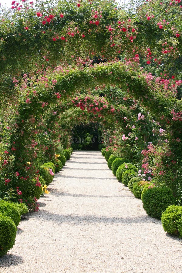 Rose Garden Landscape stock image. Image of grown, beginning - 965709