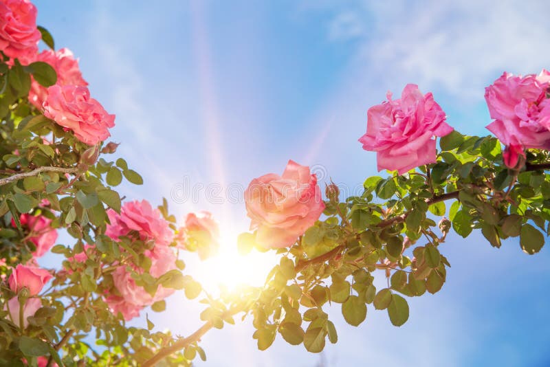 Rose Garden Arches and Path Stock Photo - Image of canada, colorful ...