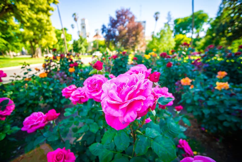 Rose garden plants in sacramento california