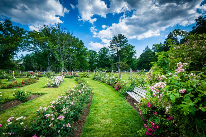 Rose Gardens at Elizabeth Park, in Hartford, Connecticut. Stock Image