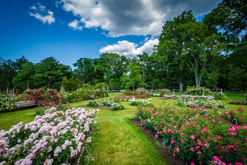 Rose Gardens at Elizabeth Park, in Hartford, Connecticut. Stock Photo