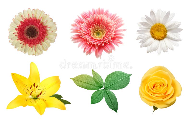 Rose, gerbera, chamomile flower isolated on white. royalty free stock photo Rose, gerbera, chamomile flower isolated on white. royalty free stock photo