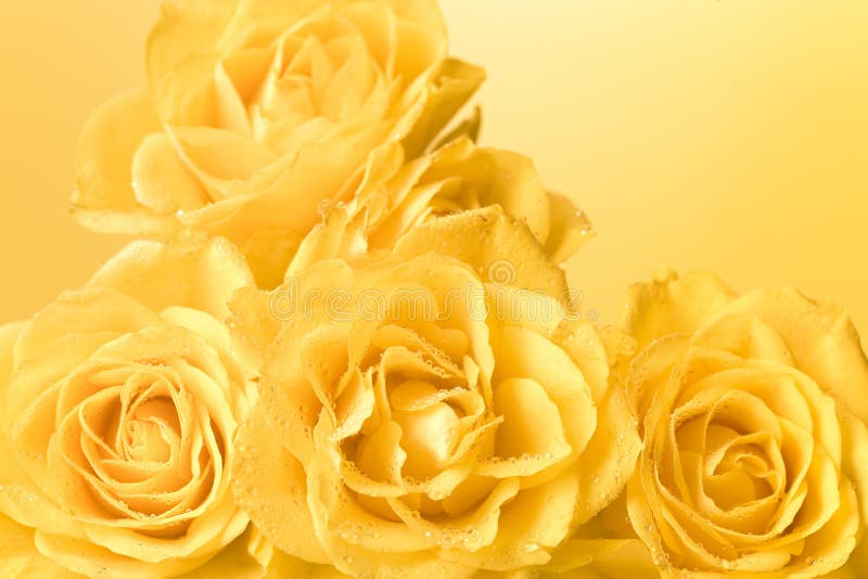 Bunch of pastel yellow roses with droplets, light yellow background. Bunch of pastel yellow roses with droplets, light yellow background