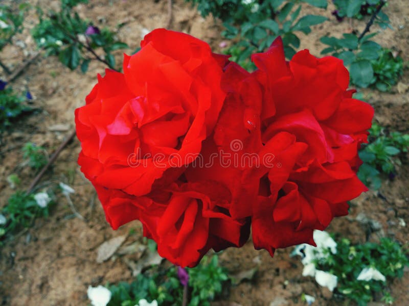 Rose in giardino immagine stock