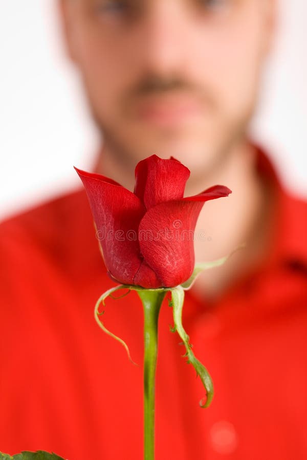 Rose Gift stock photo. Image of anticipate, good, celebrate 7915806