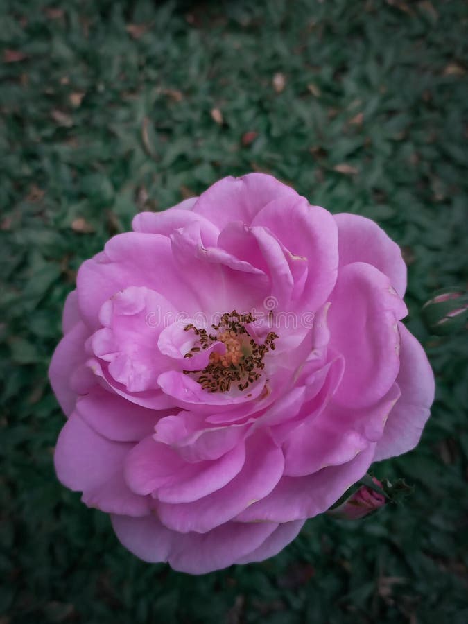 Rose in the grass stock image. Image of group, leaf, flora 41547161