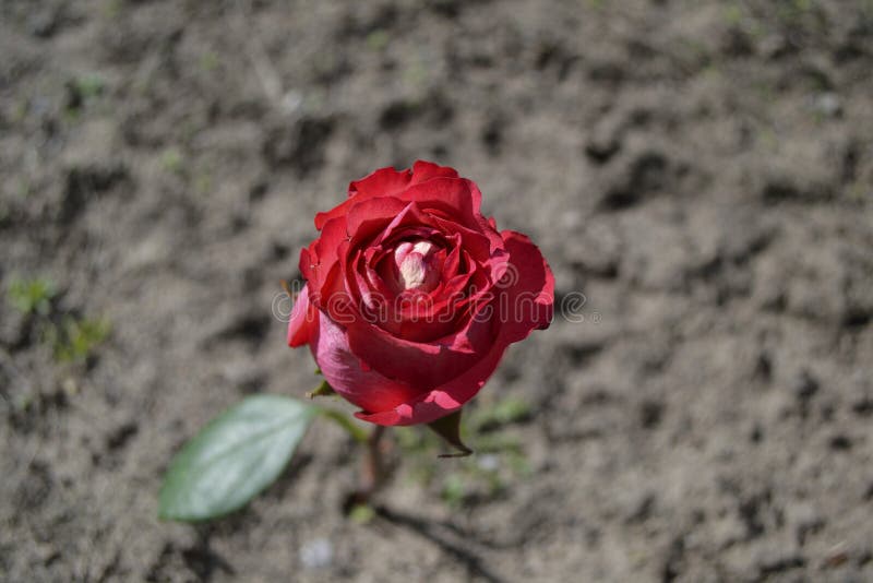 Rose in the ground stock photo. Image of garden, petals 68518754