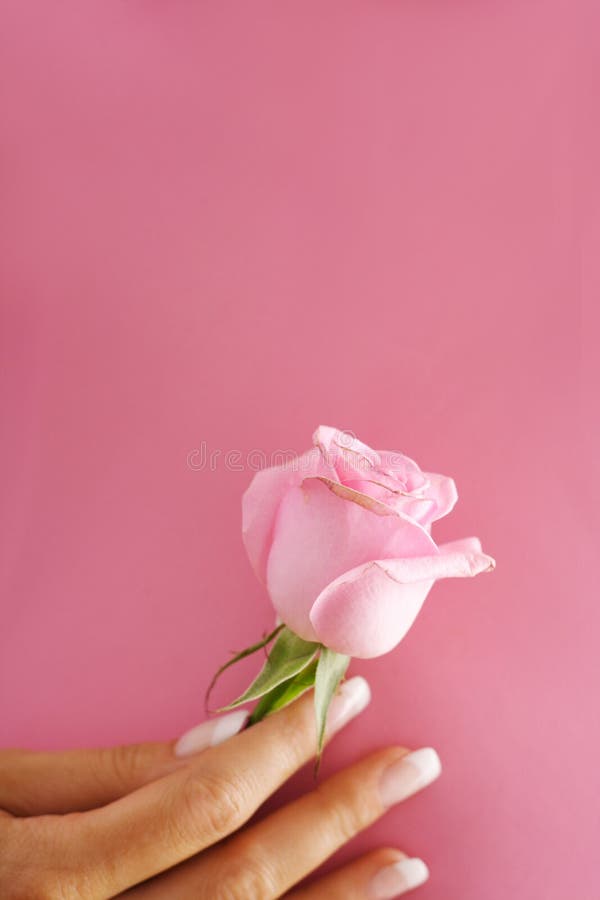 Rose in Hand. Close-up of Female Hand Holding a Rose Against Grey