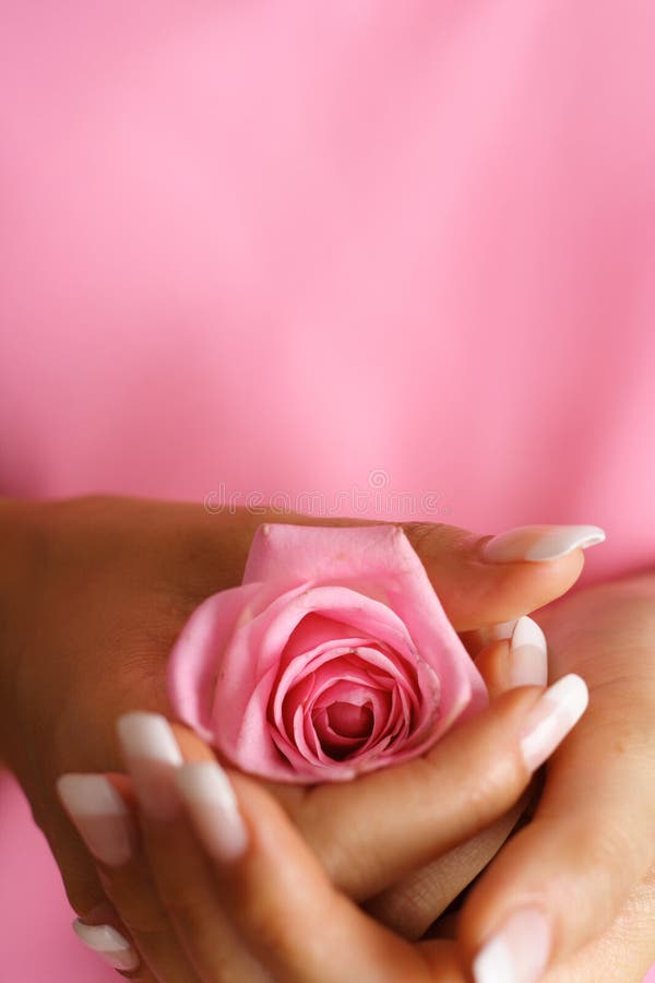 Rose in Hand. Closeup of Female Hand Holding a Rose Against Grey