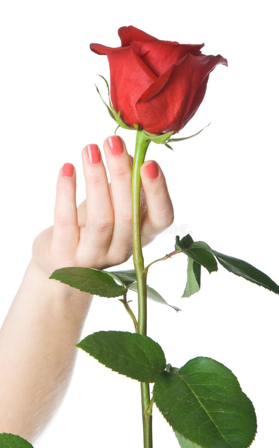 Beautiful Woman Hand Holding a Red Rose Stock Image Image of