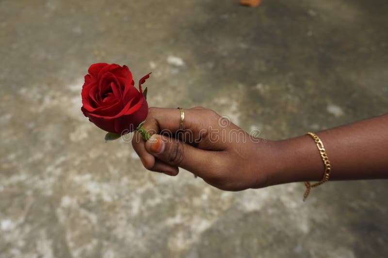 Rose in hand royalty free stock images Rose in hand royalty free stock images
