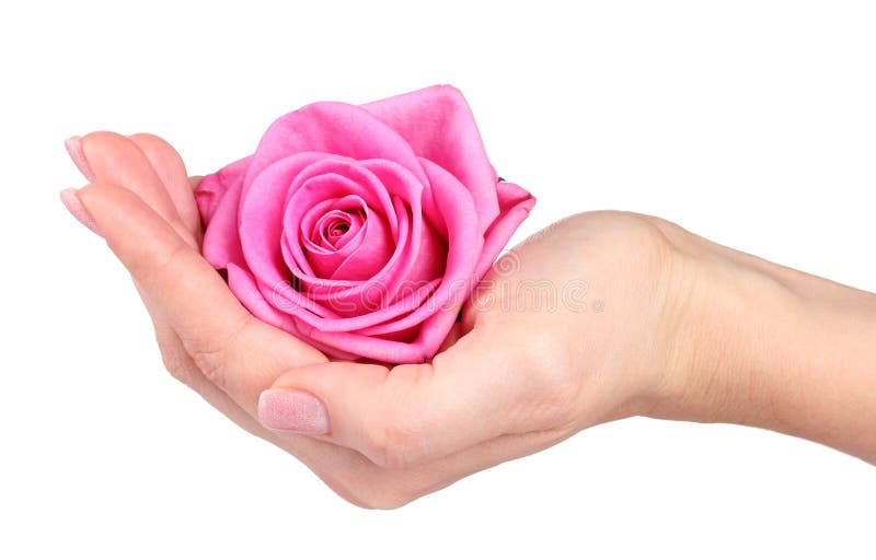 Rose in hands stock photo. Image of blossom, dating, love - 23858844