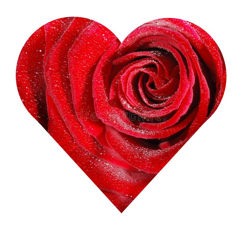 Rose heart stock image. Image of fragility, open, centre - 19723279