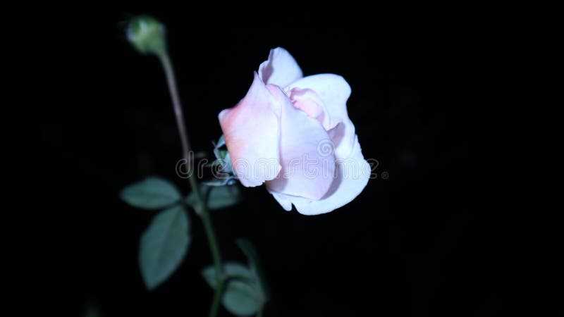 Rose Hell In Der Nacht Stockbild Bild Von Baum Betrieb 111130303