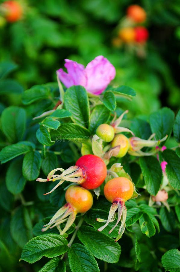 Rosehip flower stock photo. Image of fresh, rosa, berry 10799776