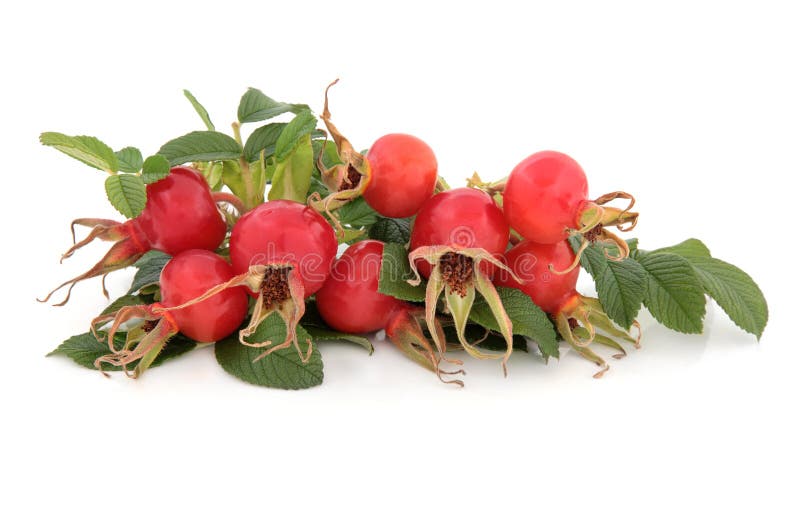 Rose Hip Fruit immagine stock Rose Hip Fruit immagine stock