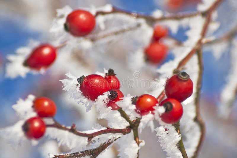 Rose hip with ice crystals