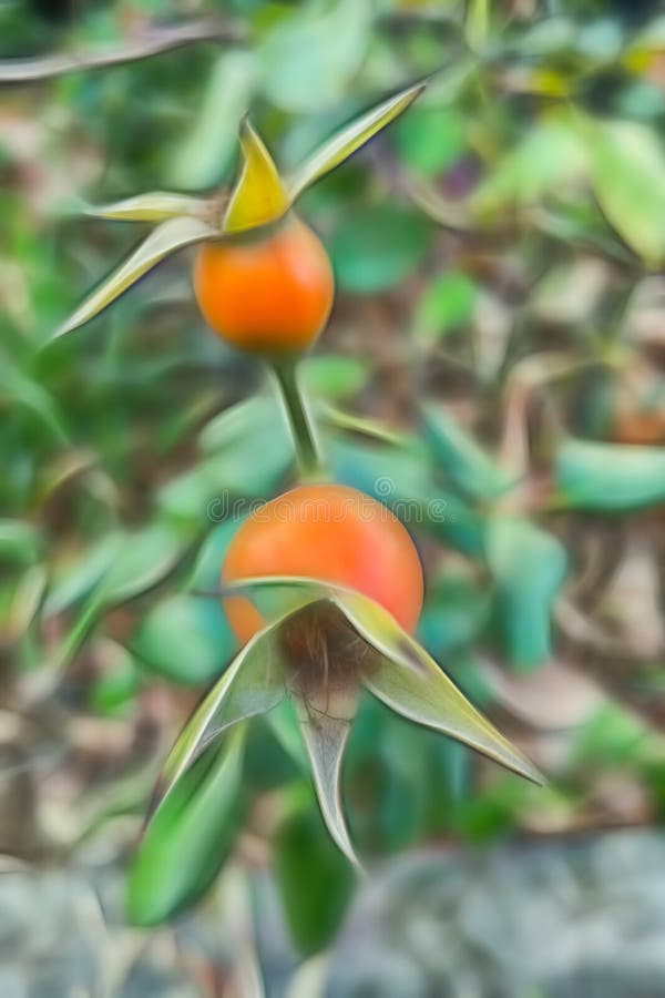 The Rose Hip or Rosehip Plant Stock Illustration Illustration of
