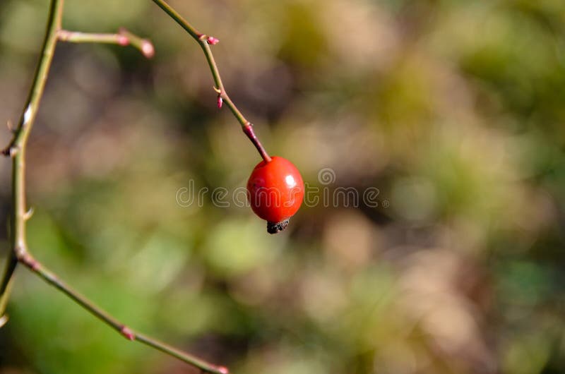Rose Hip sola roja en una sola rama fotografía de archivo Rose Hip sola roja en una sola rama fotografía de archivo