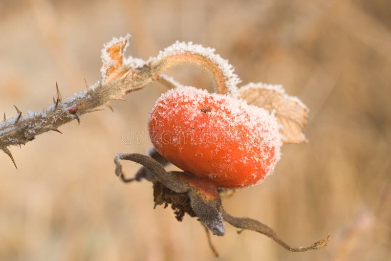 Rose-hip under frost