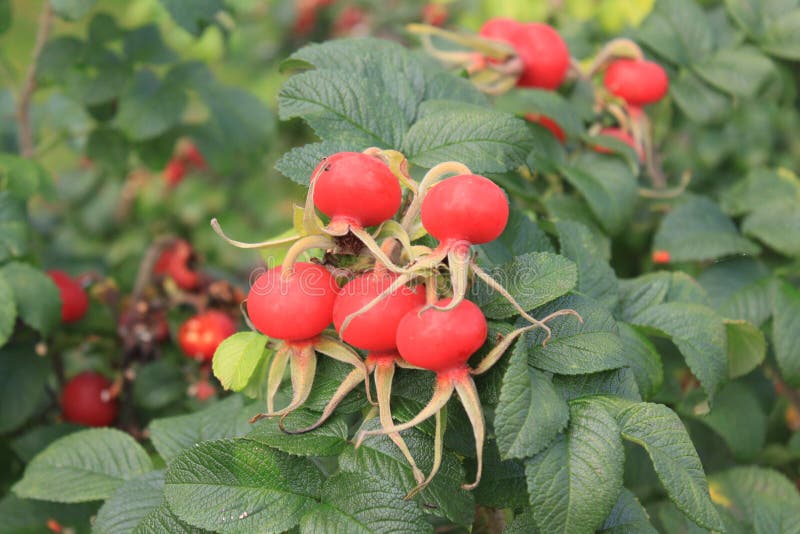 Fresh Red Rose Hips and Leaves Stock Image Image of horizontal