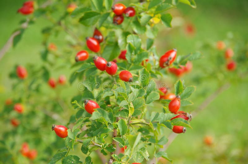 Rose hips on the bush stock image. Image of thorns, fruit 59793515