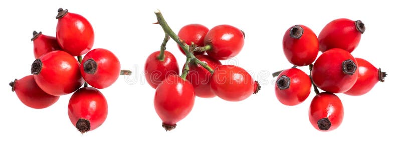 Rose Hips Isolated on White, Top View. Collection Stock Photo Image