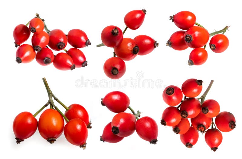 Rose Hips Isolated on White, Top View. Collection Stock Photo Image of closeup, bunch 268616208