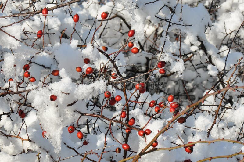 Rose hips in the snow stock photo. Image of plant, consumption 105657710
