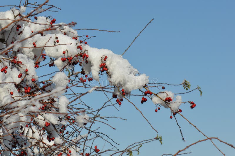 Rose hips in the snow stock photo. Image of garden, cold 105658444