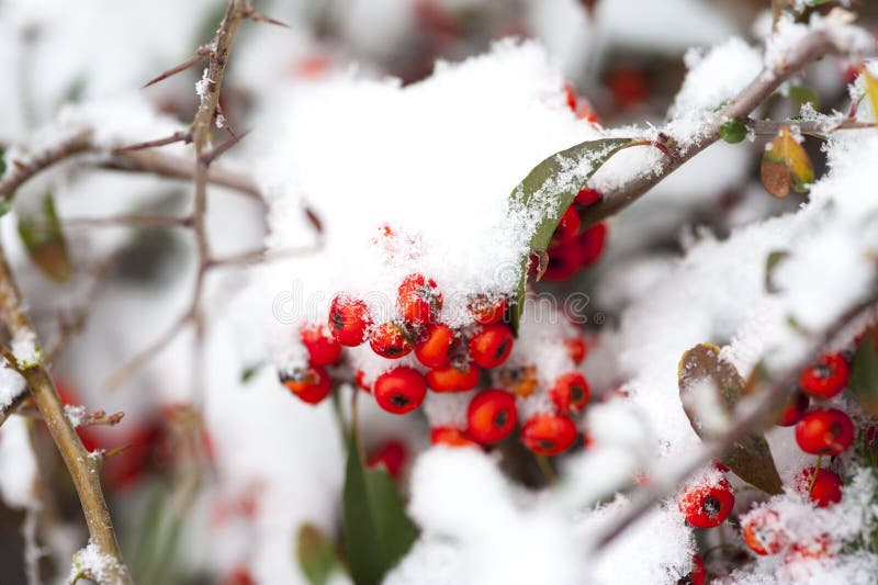Rose hips in the white snow