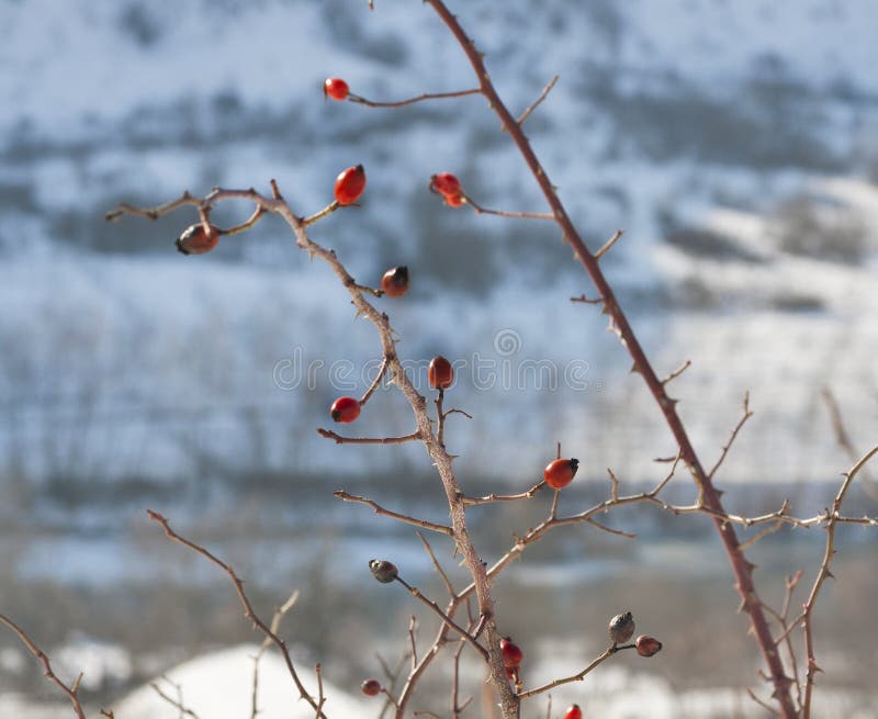 Rose Hips in Winter stock image. Image of botanic, season 33297593