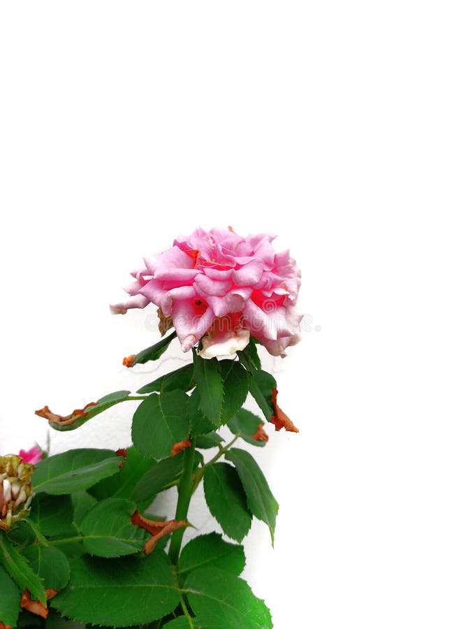 Rose Hybrid Tea Rose cor-de-rosa fotografia de stock Rose Hybrid Tea Rose cor-de-rosa fotografia de stock