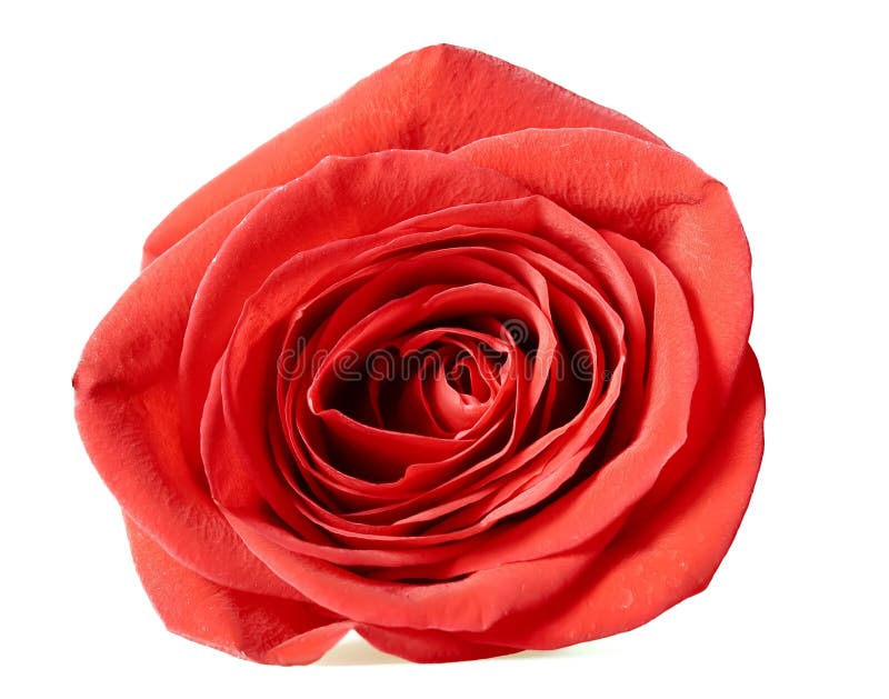 Beautiful Red Rose Macro Isolated on White Background Stock Photo