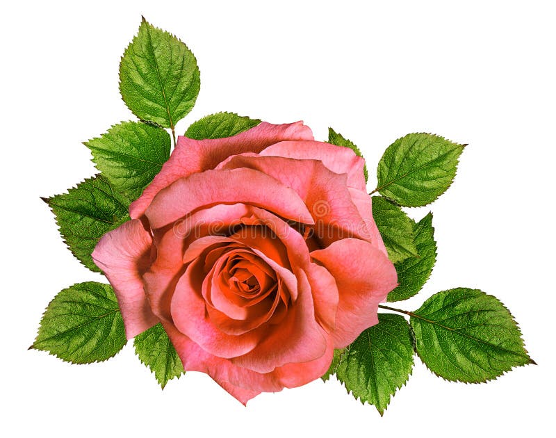 Rose isolated on the white stock image. Image of object - 91822755