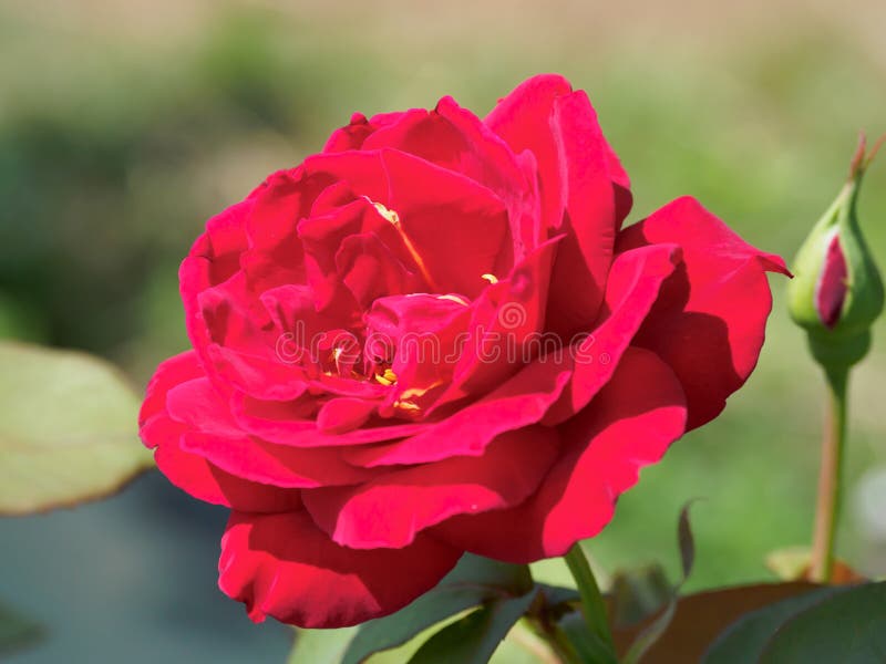 Rose in Japan stock photo. Image of closeup, landscape 124982134