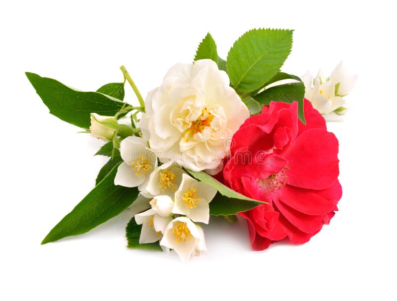 Red Rose, Jasmine and Popped Rice on the Calm Water Surface Placed on